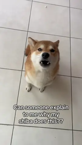 If a shiba 101 class exists, I’ll be the 1st to sign up #shiba #shibainu #dogsoftiktok 