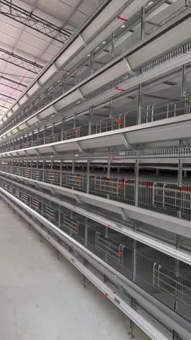 #Egg #agriculture #farmer #ghanatiktok #poultry 