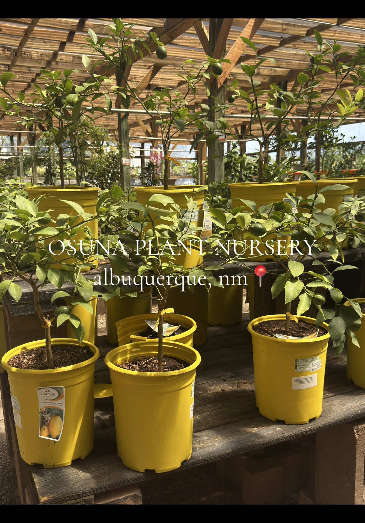 Osuna plant nursery 🪴 shop local for your plants 🌱🫶🏼 #plantnursery #plantsoftiktok #abqnm #albuquerque #newmexico 