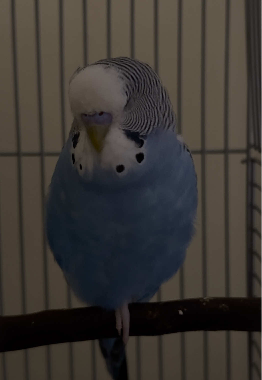 Starry #singing himself to sleep 🥰 #budgies #budgiesounds 