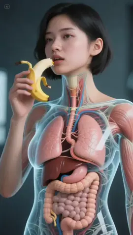 banana are fast eatable for muscle making/ building or weight gaining.  human body science tok AI art health facts for you page medical health education viral#anatomy #3danimation #digestivesystem #medicalanimation #healthawareness 