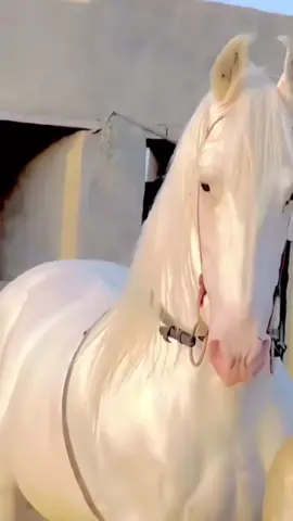 #creatorsearchinsights #foryoupakistantiktok #foryoupageofficiall ####foryoupageofficiall 