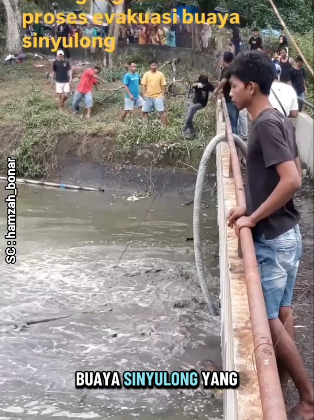 proses evakuasi buaya sinyulong berukuran 5 meter #buaya #buaya🐊 #buayasinyulong #buayadarat🐊 #buayamuara #buayaviral #evakuasi #predator #reptile #videohewan #duniahewan #viral #videoviral 