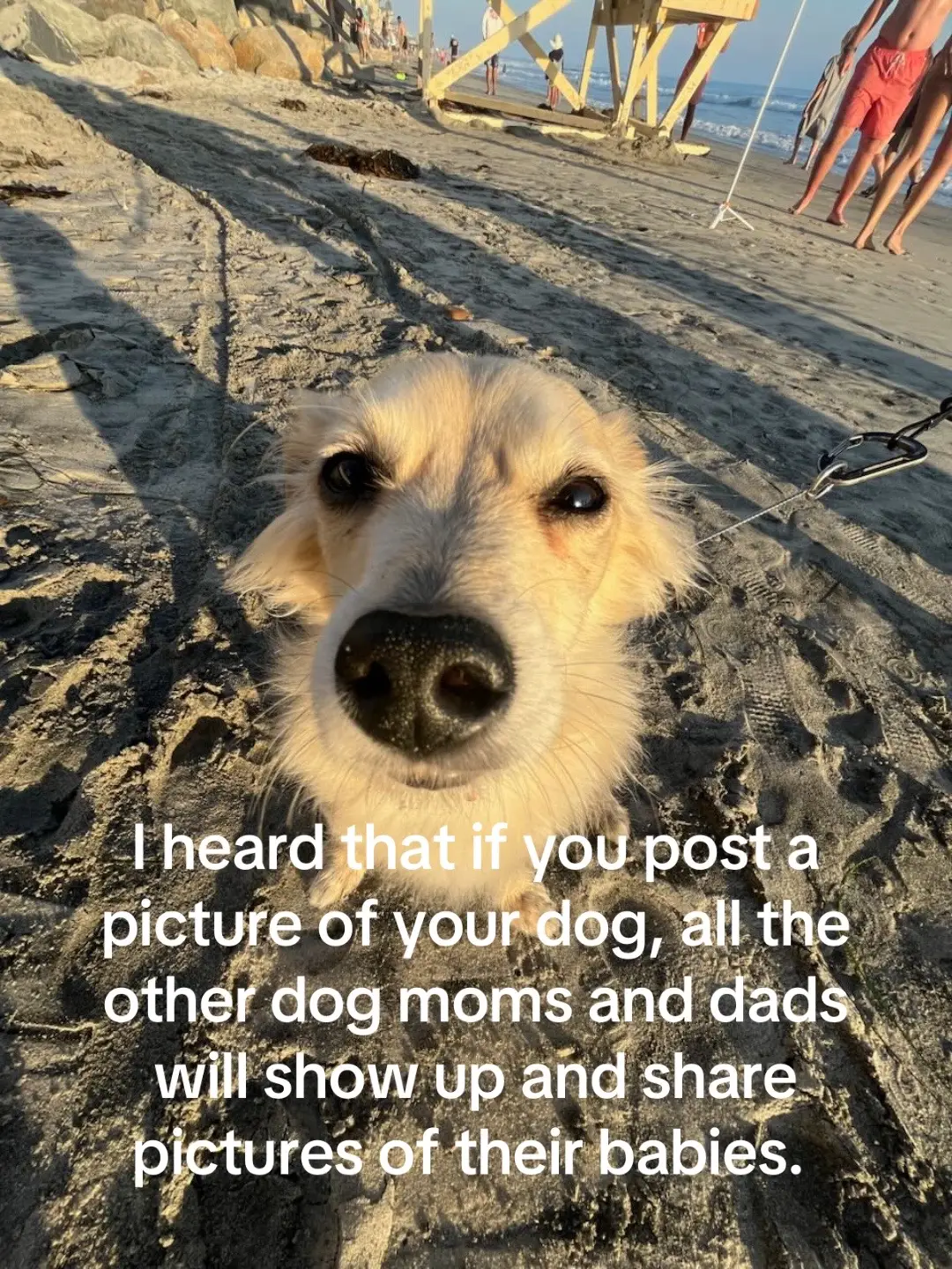 show me your puppies! #dogsoftiktok #fyp 
