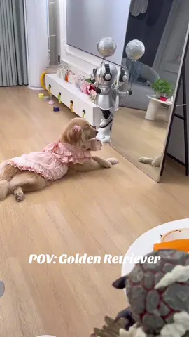 Girls being girls. 🥰✨ #viral #goldenretriever #dogliver #funny #foryou 