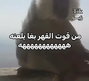 #fyp #زيــــــز 