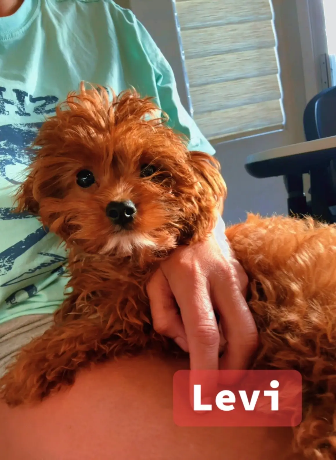Meet Levi 🐶 