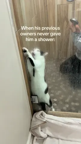Chester’s first bath #cat #cats #fyp #catsoftiktok #funny 