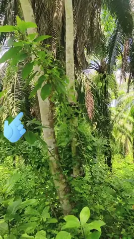 #malayalam #panaginip #viralvideo #ভাইরাল_ভিডিও #প্রবাসী 