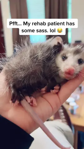What do you mean I’m not your mom??? Rude! Lol #Opossum #BabyAnimals #zarigüeyas #AnimalLover #opossumsoftiktok 