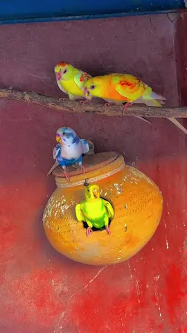 Parrots Breeding Season 😇🥰