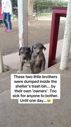 … until one day my daughter decided to visit a shelter. We found them trembling. They were labeled “MENTALLY UNSTABLE” and just hours away from being euthanized. Their breath was awful, and their mouths were in terrible shape. We rescued them. We rushed them to the vet, terrified. That’s when I was told the truth: They weren’t unstable at all — they were SEVERELY malnourished and already showing signs of advanced gum disease. 💔 Bad breath and dirty teeth were the first signs that their health was failing. The vet told me this is exactly what happens to over 30% of shelter dogs — and most of them ignore it until it’s too late. He also warned me: “You can’t fix this by brushing their teeth at home. It’s dangerous and ineffective. And dental cleanings at the vet are expensive, and risky due to anesthesia.” That scared me — so I spent days searching for something powerful, but safe. Something that could actually help them recover without putting them through more trauma. That’s when I found IRON PAWS. A vet-formulated superfood blend made with human-grade ingredients, designed to fight bad breath and gum disease from the inside out. 💚 I found it at a discount on Amazon so I've left the link in my bio if you want to check.🔗 The truth is... within weeks, their breath was fresh, their gums looked healthy, and they finally started to act like real dogs again — happy, playful, full of life. I named them Apollo and Adonis to honor their strength and resilience. 🐶💪🦴 #dog #dogs #PetsOfTikTok #dogsoftiktokviral #pet 