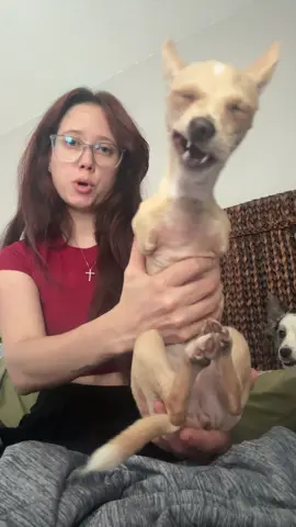 I have the 2 legged version which is super rare. #puppiesoftiktok #chihuahua #puppy 