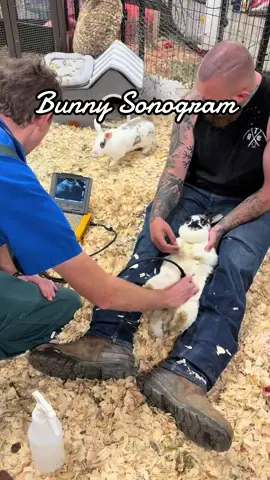 If you have never seen a bunny getting a sonogram, this one’s for you #AnimalRescue #sonogram #bunny #fyp #homestead #animalsoftiktok #cutebaby 