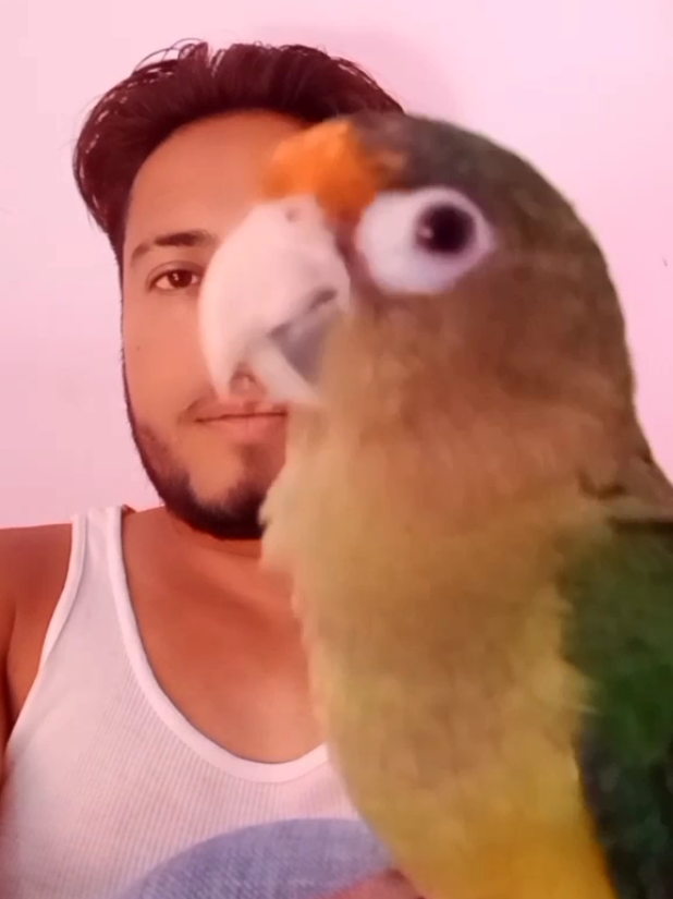 Se acuerdan del inquilino temporal jaja.. #parati #fly #viral #loros #algoritmo 