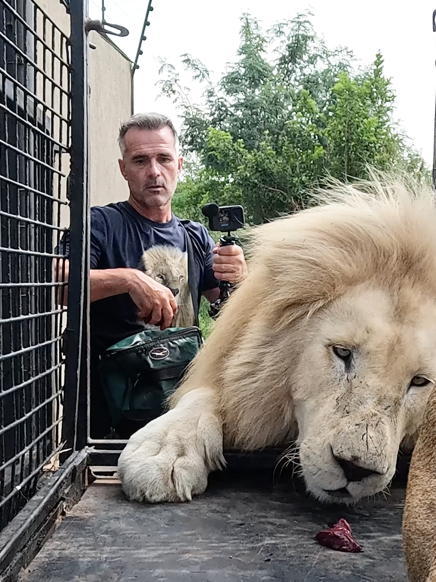 27 years working with LIONS. Kevin Richardson, the Lion Whisperer, loads 3 lions in the car using a bag of meat. #cat #catlover #lion #kitty #nature #animal #nature