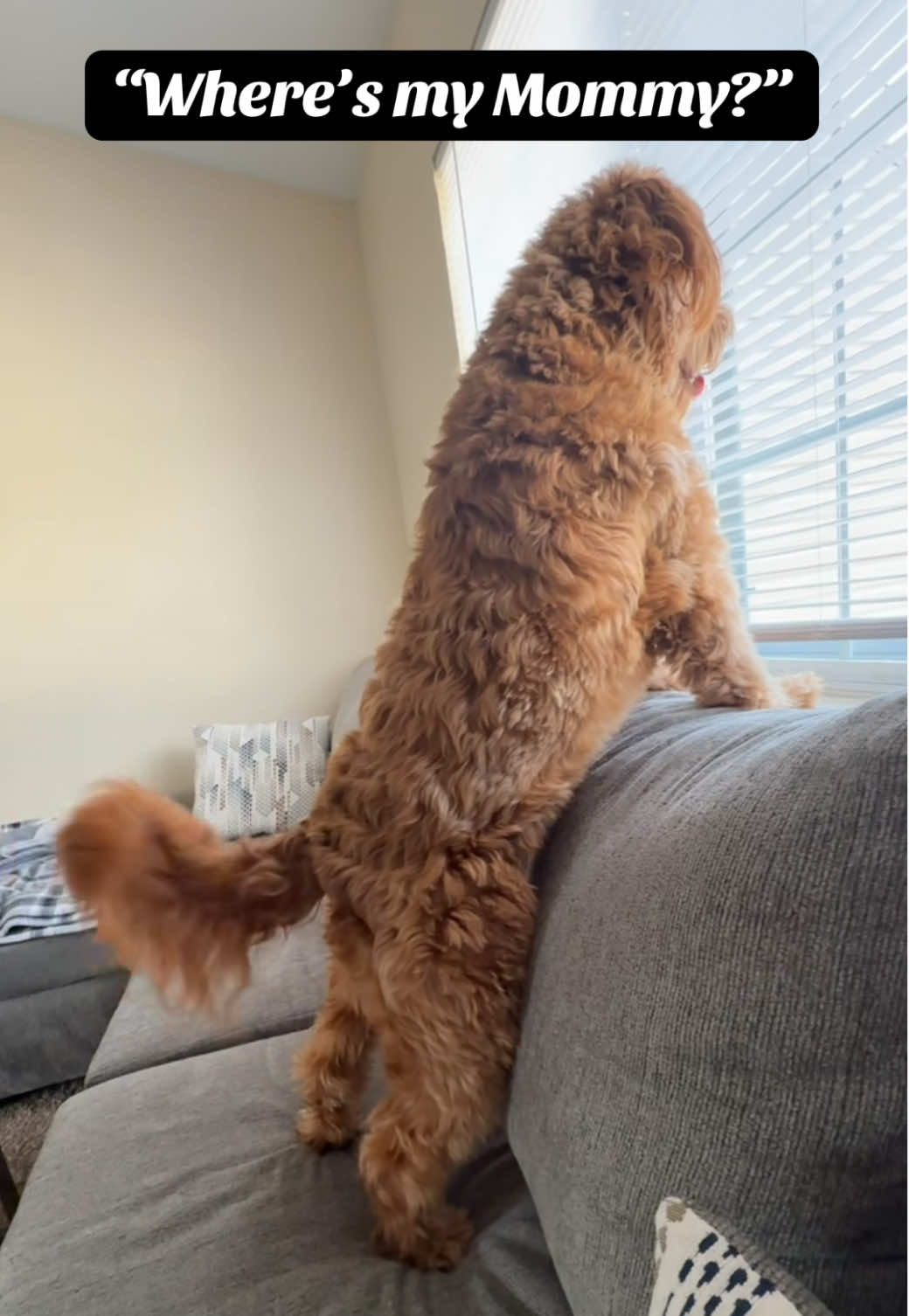 Kodi waited so patiently for 5 days for me to return to get him. He loves spending time with his Big Bruddah, @tyler1k99, but he really be missing his Mommy! ..And oh boy, his Mommy be missing him too!! 💙🐶💙 #doodles 