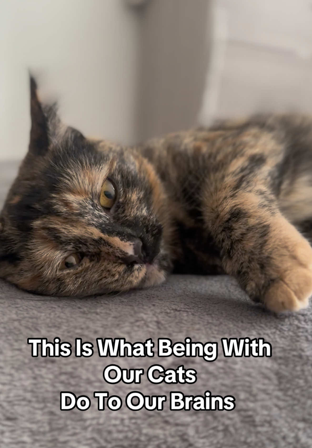 The calm ☺️ #cat #catlover #cutecat #catsontiktok #foryou 