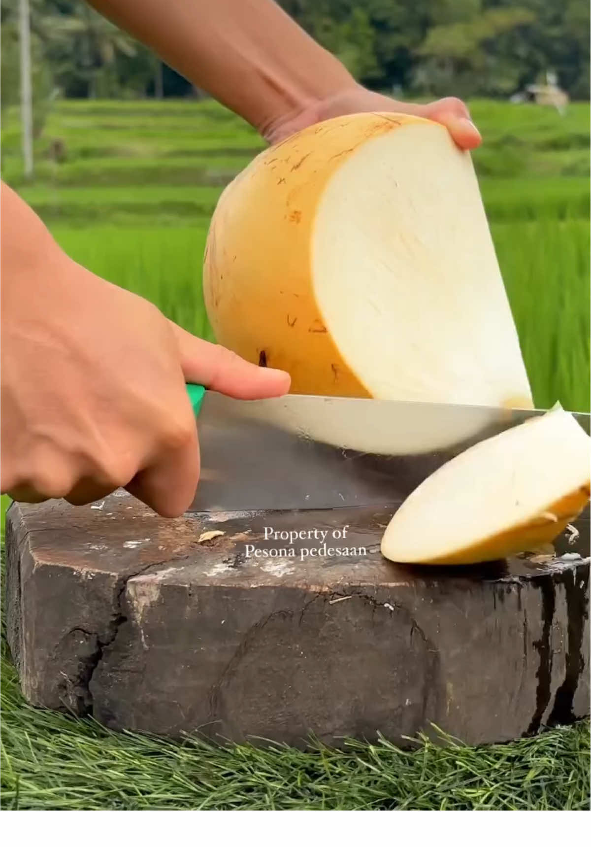 Knife Mastery — Perfect Coconut Cut #coconut #fruits #asmr #satisfying #knife 