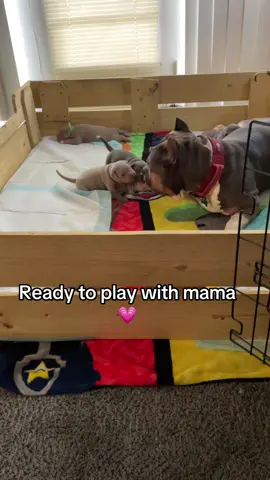 #americanbully #puppies 