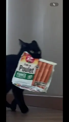 La voleuse 😭 #blackcat #fyp #funnycat 