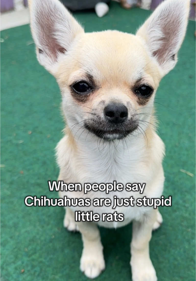 When people call Chihuahuas stupid little rats… oh boy 😏🐾 Watch her prove them wrong 👑 #ManChildEnergy #littledogbigattitude #chihuahuafanclub 