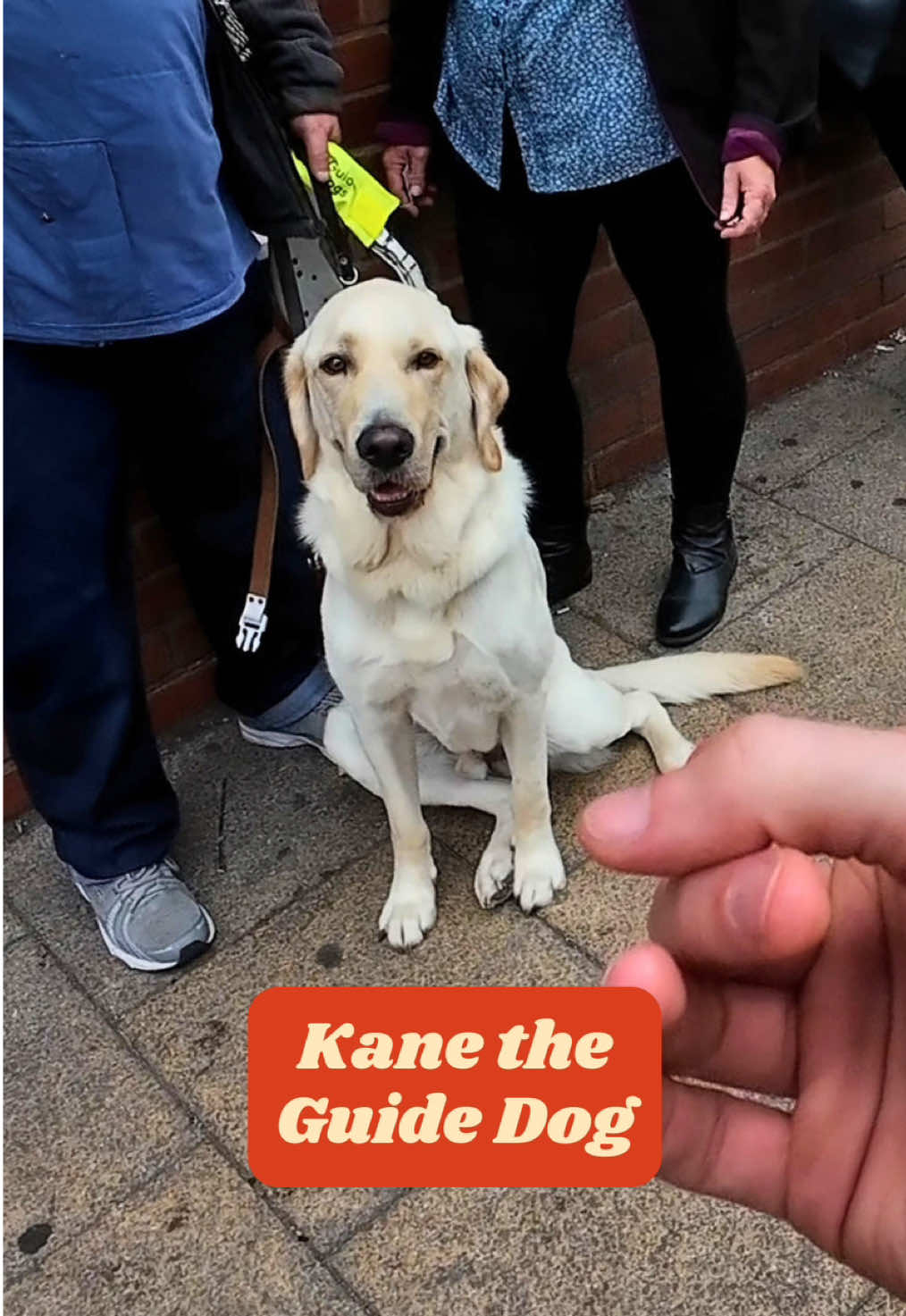 “He’s completely given me my life back”  It was such an honour to meet Ian and learn about his journey with his very first guide dog, Kane 🥺🐾 #guidedog 