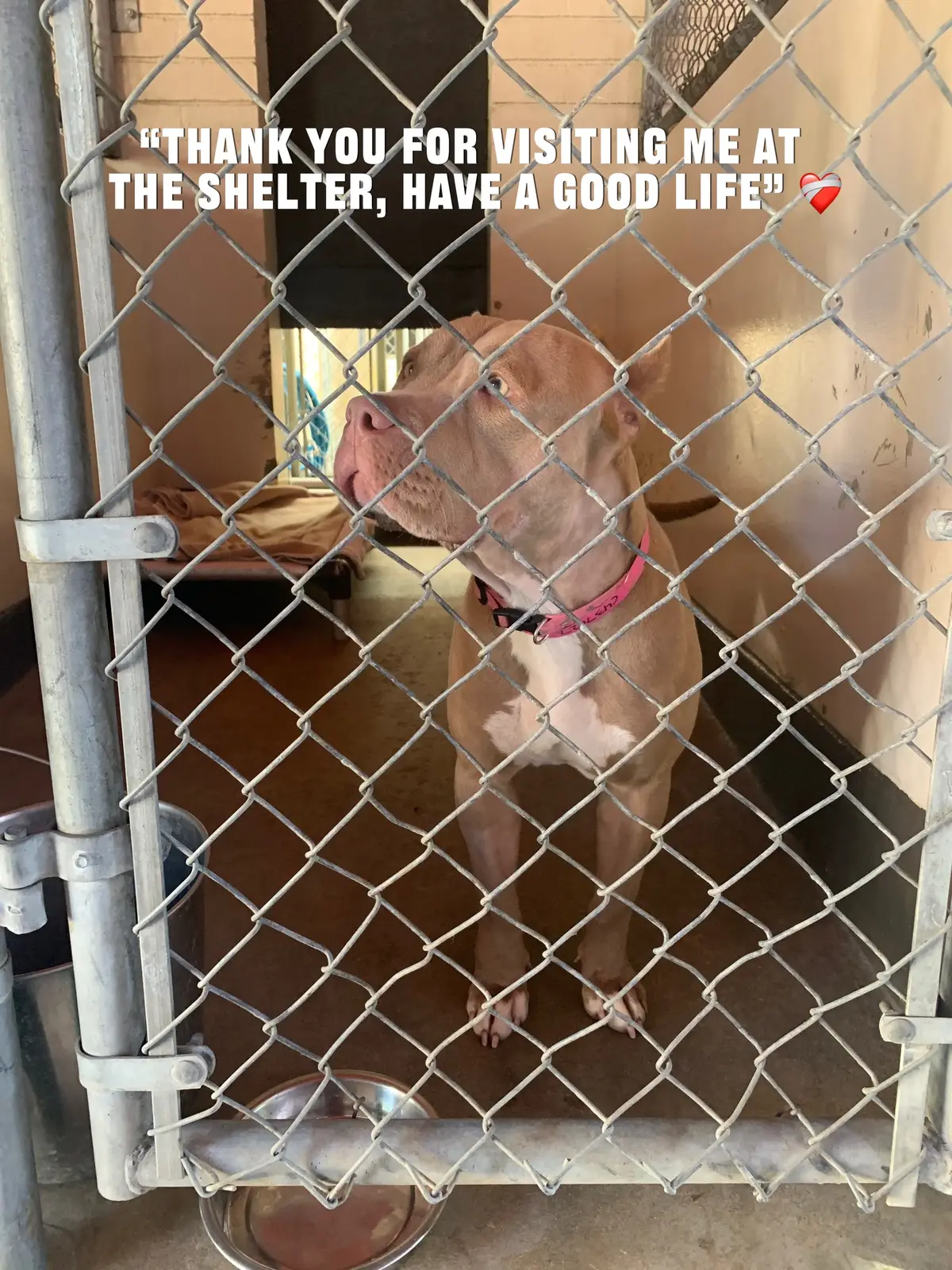 now she’s living her life with us, and healing a part of me that needed healing 🥹🤍  #pitbullsoftiktok #dogrescue #dogmom #dogsoftiktok #pittiesoftiktok 