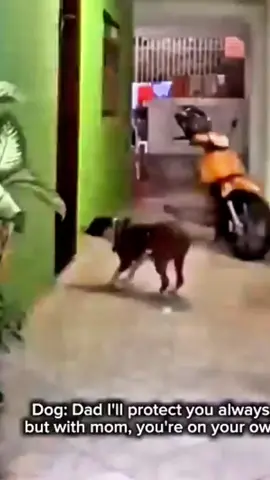 run for your life #dogsoftiktok #dog #pet #funny #dogandbaby #usa 