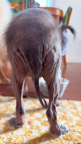 Pretty or ugly dog? You be the judge!