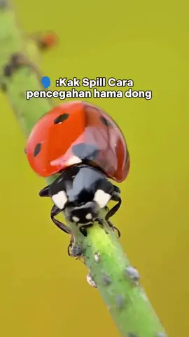 Berkebun organik selaras dengan alam 💚 Bayangkan jika berkebun menggunakan pestisida kimia,serangga pada takut menghampiri tanaman. Serangga tidak semua merugikan,mereka saling melengkapi rantai makanan satu sama lain ❤️😍 #gardening #berkebun 