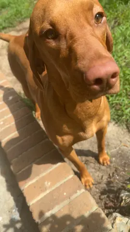 #dogsoftiktok #funnyvideo #lizard #gentleparenting #vizsla