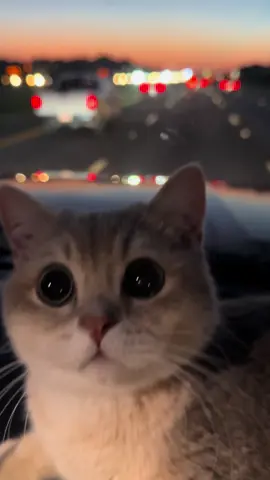 🐱 #fyp #cat #catsoftiktok 