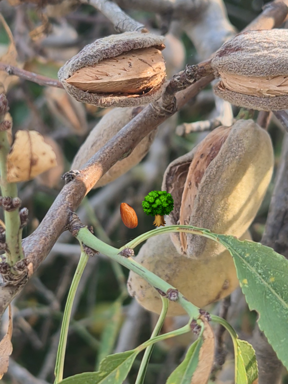 Almond tree