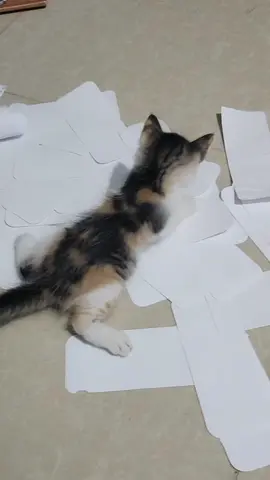 #cat #catsoftiktok #cats #catlover 