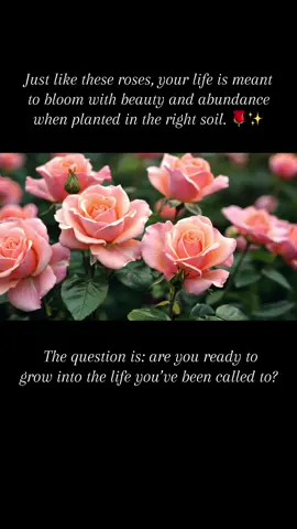 Just like these roses, you were designed to bloom without limits. 🌹 The only difference between staying the same and stepping into abundance is the decision you make today. I turned faith into results - now it’s YOUR turn. Don’t wait for the ‘perfect moment’… this is it. 💬 Comment ‘READY’ below or DM me today and let’s make sure you flourish this year. 🚀✨ #AbundanceJourney #FaithAndFreedom #BloomAndGrow #PathToProsperity #creatorsearchinsights