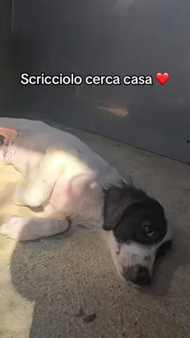 Rino cerca casa  Rino mix setterino-border collie cerca casa urgentemente  È un cucciolo dolcissimo, affettuoso, dolce e giocherellone  È stato ritrovato abbandonato e fatto subito accalappiare.  Da solo ha trascorso quasi un mese in box perché non aveva fratellini o sorelline.  Nel frattempo è stato vaccinato chippato sverminato e sta benissimo.  Va d'accordo con tutti, sarà una futura taglia media (20 chili circa da adulto)  Si trova in Campania ma per buona adozione arriva anche al centro nord con staffetta autorizzata  Info solo whatsapp 3493655628