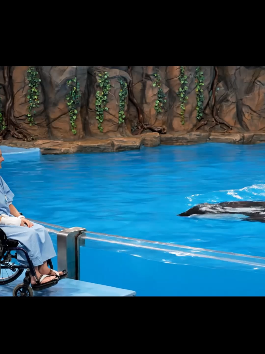 Jessica is back ❤️❤️ #jessica #orca #dolphin #viralvideo #fyp #viralvideos