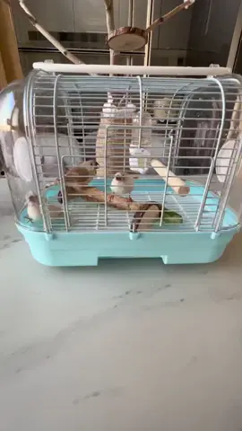 Electronic Music Three Birds Group Showing off their daily lives #bird #birdsoftiktok #pet #animals 