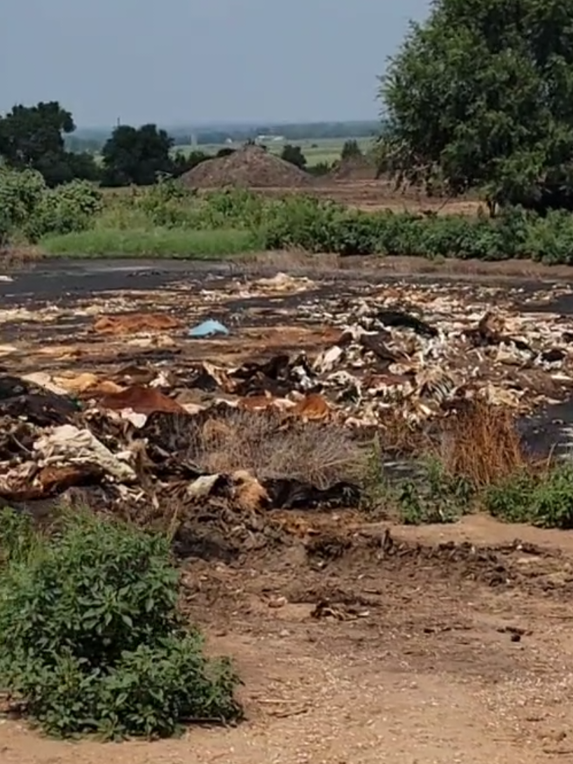 Do you know what this is? #😔💔🥀 #🐮 #disposable #pit  #cow vegan vegans 