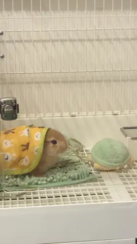 毎日愛おしくて、たまらないです🐰💕 昨日でちょうど2ヶ月でした🥹 ここちゃん毎日癒しをくれてありがとう😊💕 おかげで毎日幸せです🫶 これからも元気いっぱいに育ってね！ #ネザーランドドワーフ #子うさぎ #うさぎ好きさんと繋がりたい #うさぎ飼い主さんと繋がりたい #癒し動画 