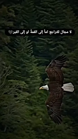 #عباراتكم_الفخمه📿📌 #لايك__explore___ #🥷👌 