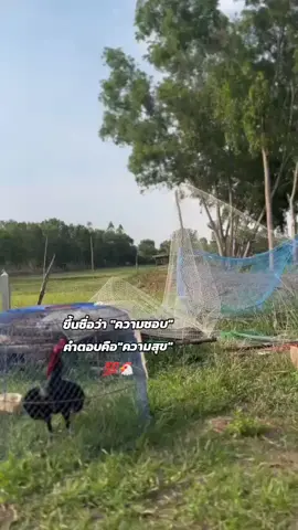 ♥️🐔💯#เด็กเลี้ยงไก่ #สิ่งเล็กๆที่เรียกว่ารัก #ไก่ชน #ขึ้นฟีดเถอะ #tiktok 