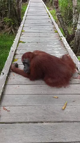 Taman Nasional Tanjung Puting di Kalimantan Tengah menanti! Ini bukan cuma hutan biasa, tapi pintu gerbang ke jantung Borneo.  Yuk, saksikan orangutan langsung di habitat aslinya, nikmati sensasi menenangkan susur Sungai Sekonyer dengan Klotok tradisional, dan jelajahi kekayaan budaya suku Dayak.  Kalau kamu cari destinasi di luar kebiasaan, ini dia tempatnya! Dijamin tak terlupakan!  #Hutan #Kalimantan #TanjungPuting #TravelTikTok #Dayak         