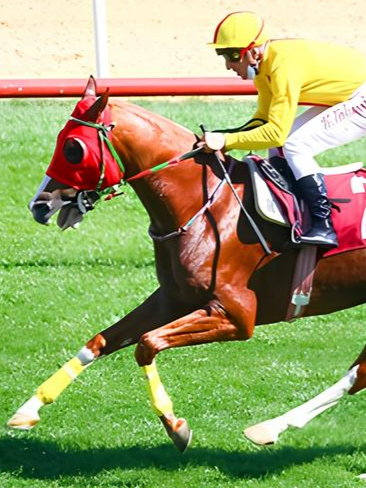 Afrikaander: Güçlü Adımlarla Zirveye.. 🏇✨ Yoğun istek üzerine..🔥💥👑🌟 #at🏇🏇🏇🏇🏇🏇🏇🏇 #atyarışı #keşfet #atyarışı #tiktok #haliskarataş #selimkaya #mehmetkaya #barışkurdu #AtYarışı #Hipodrom #AtSevgisi #KoşuAtı #Jokey #YarışGünü #AtYarışıHeyecanı #Binicilik #KazananAt #AtAşkı #AtTutkusu #KoşŞampiyon #DerbiGünü #AtVeJokey #ŞampiyonAt #AtlarVeYarışlar #Fyp #Foryou #Foryoupage #Keşfet #Keşfetteyiz #Trend #Viral #TiktokTürkiye #TiktokTrend #TiktokKeşfet #Gündem #Kesfet #burakbektaş #izettingüreke #TikTokViral #Kesfetbeni #selimkaya #sadettinboyraz #atyarışı #tiktok #at🏇🏇🏇🏇🏇🏇🏇🏇 #AtYarışı #Hipodrom #AtSevgisi #KoşuAtı #Jokey #YarışGünü #AtYarışıHeyecanı #Binicilik #KazananAt #AtAşkı #AtTutkusu #KoşŞampiyon #DerbiGünü #AtVeJokey #ŞampiyonAt #AtlarVeYarışlar #Fyp #Foryou #Foryoupage #Keşfet #Keşfetteyiz #Trend #Viral #TiktokTürkiye #TiktokTrend #TiktokKeşfet #Gündem #Kesfet #TikTokViral #süleymanakdı #Kesfetbeni #kadiraltınöz