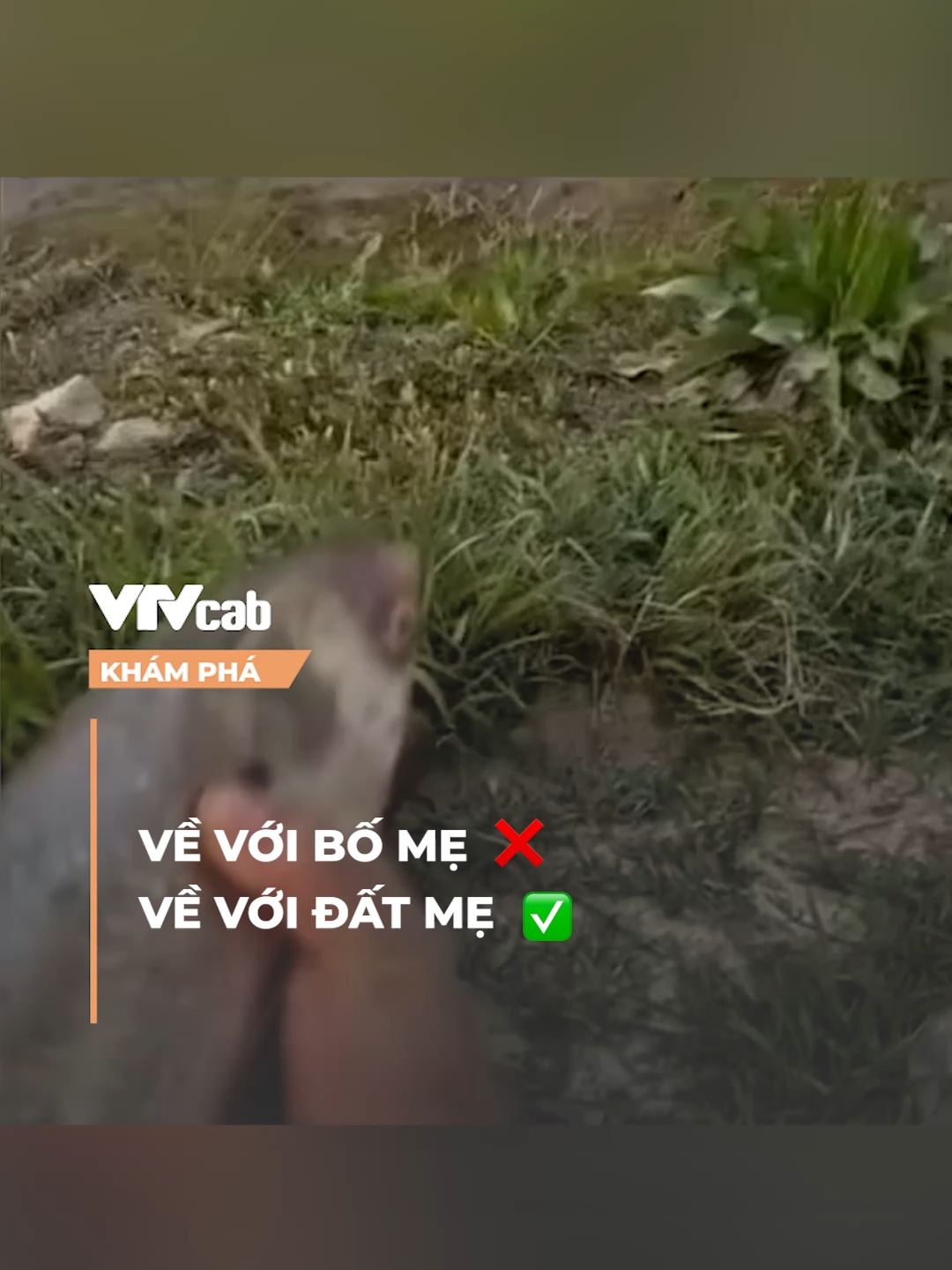 Về với đất mẹ... #vtvcab #khampha #vtvcabkhampha #onlive