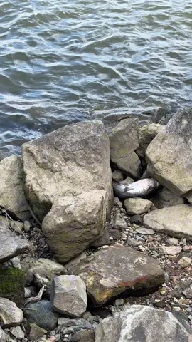 I found a fish washed up on the bank. Looks like he got caught on out going tide. 