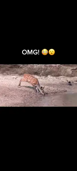 #wildlife #africanwildlife #safari