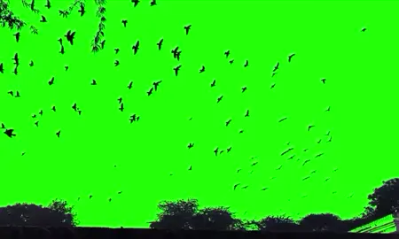 Green � #greenscreen #viral #fypage 