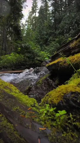Moving over moss-covered logs and rocks toward a rushing creek, surrounded by the fresh scent of rain in the forest. The soft drizzle deepens the colors of the moss and trees, turning this quiet Pacific Northwest stream into a scene of pure serenity 😍